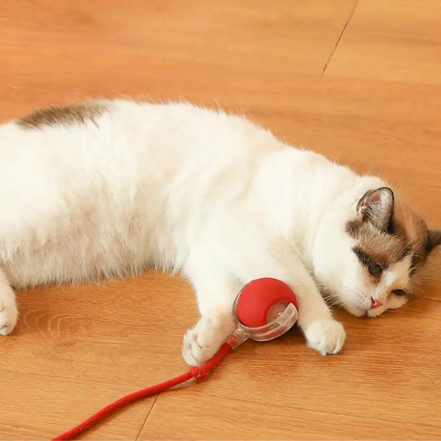 WuselBall™ – Der wilde Rollspaß für Katzen