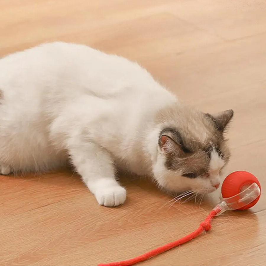 WuselBall™ – Der wilde Rollspaß für Katzen